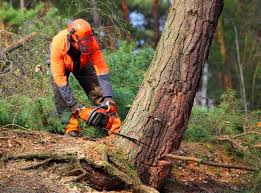 Reliable Trempealeau, WI Tree Services Solutions